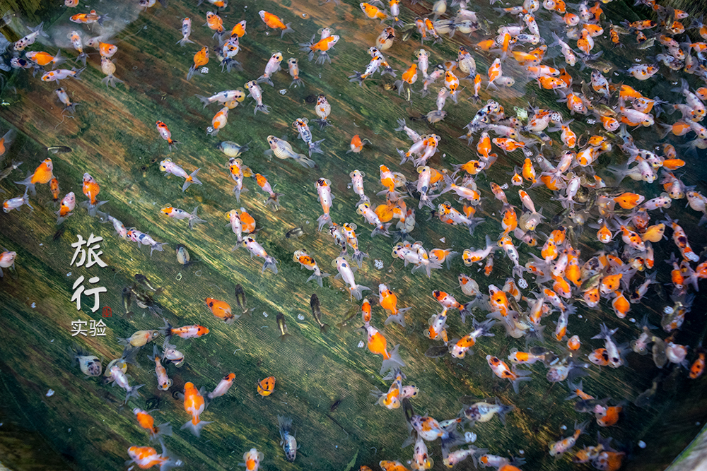 一周一次的宠物市场,天津适合带宠物去游玩的地方