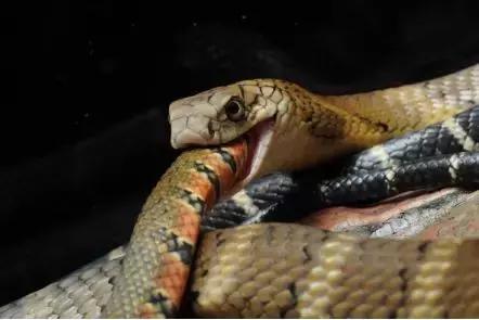 蛇类是怎么过冬的,饲养蛇类的方法是什么