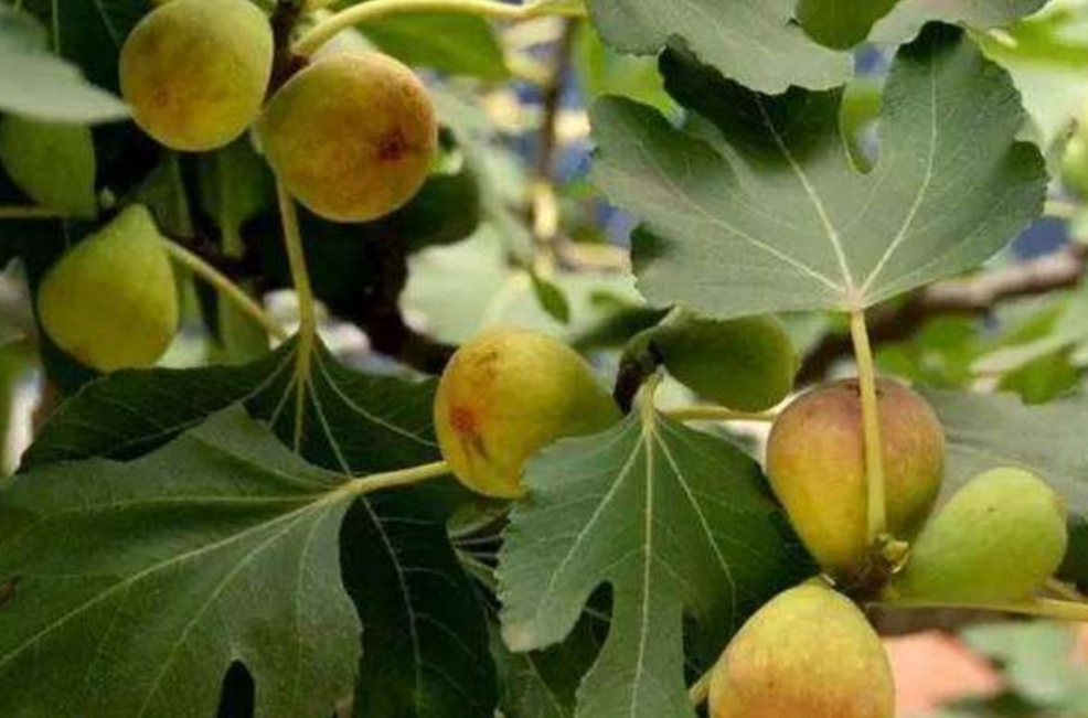 无花果挂果后掉果,无花果第一茬落果严重