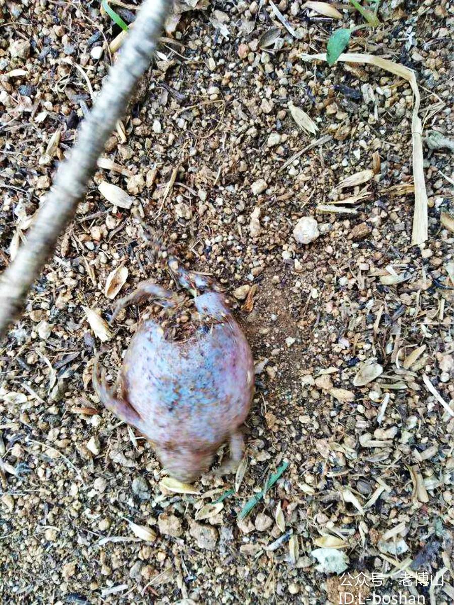 秋风起乌桕红,秋风起刘禹锡