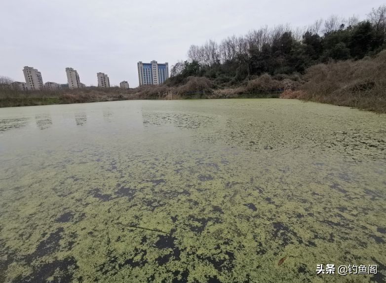 钓黑鱼一定要雷强吗,钓黑鱼用雷强竿什么硬度最好