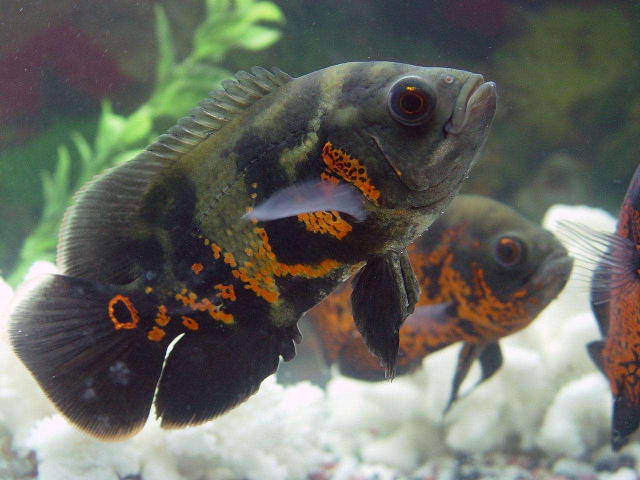 各个地图珍稀鱼,鱼百科大全图片