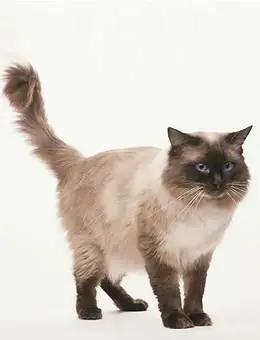 巴厘猫为什么叫长毛暹罗猫,暹罗猫是泰国著名的短毛猫