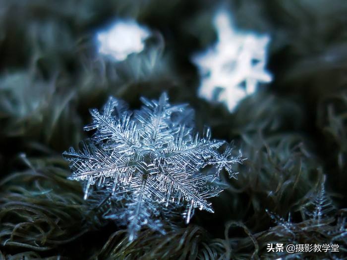 微距镜头如何拍出好的微距照片,微距摄影拍摄技巧有哪些