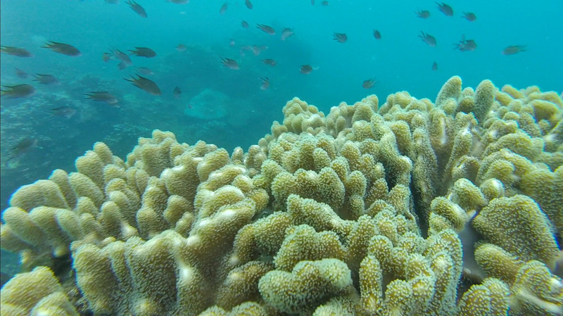 三亚一日游必买的婚纱 (三亚婚纱旅拍攻略)
