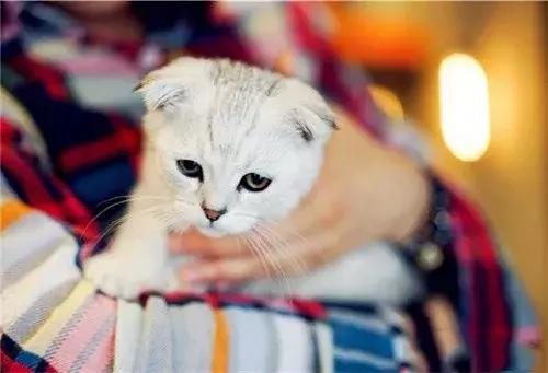 养猫对双相情感障碍有好处,老人养猫为什么能带来好处