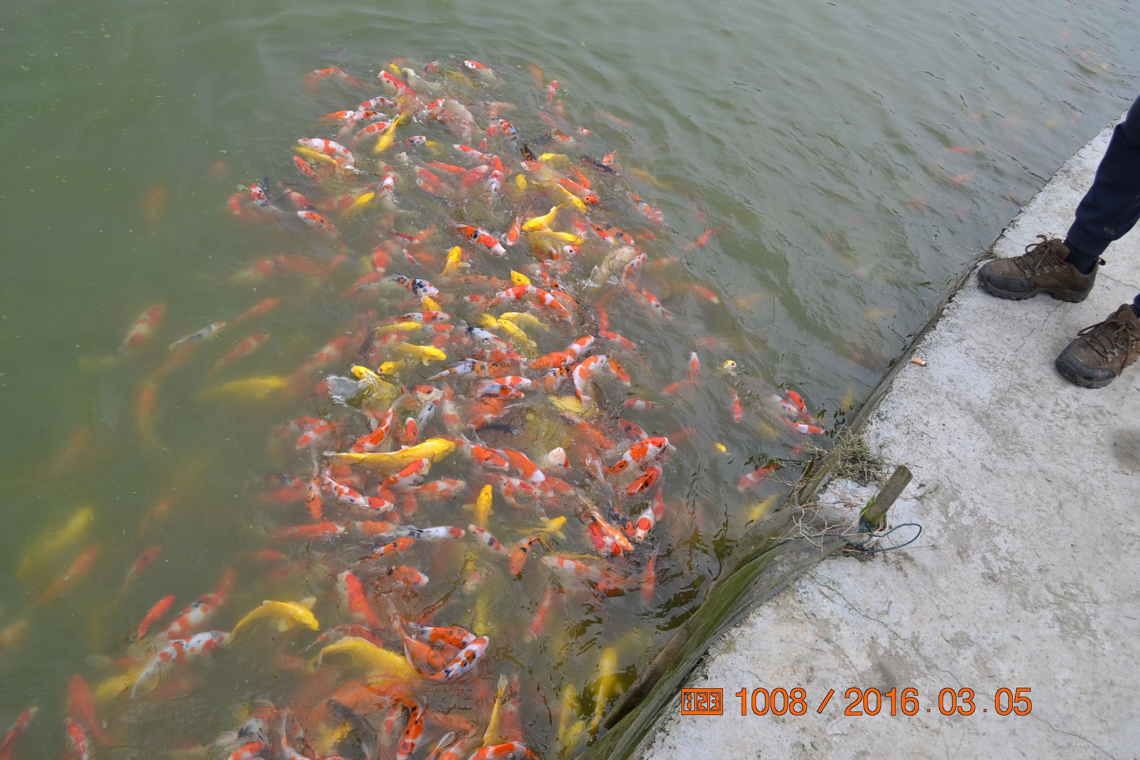 锦鲤苗成长,日本锦鲤水花苗成长