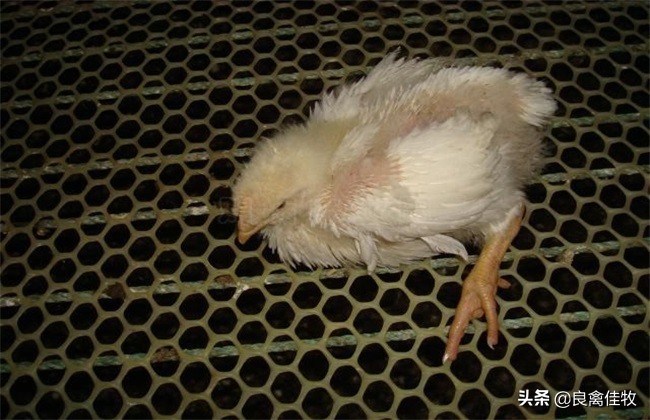 你养的鸡为啥老生病,小鸡养着养着就站不稳了