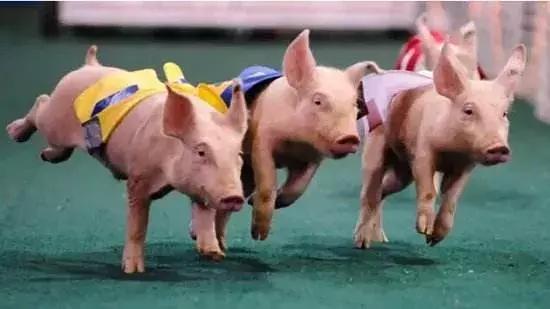 在墨尔本留学,墨尔本留学一年40w够吗