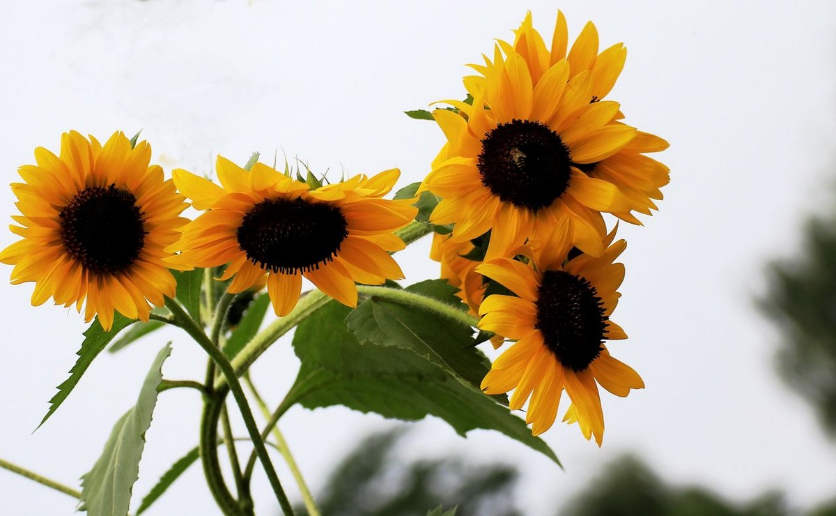 种植向日葵需要注意的事项,向日葵花的种植方法和时间