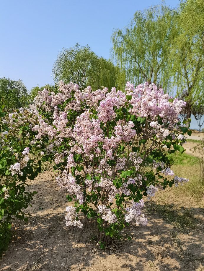 吃饱了来公园走走,吃饱喝足广场散步