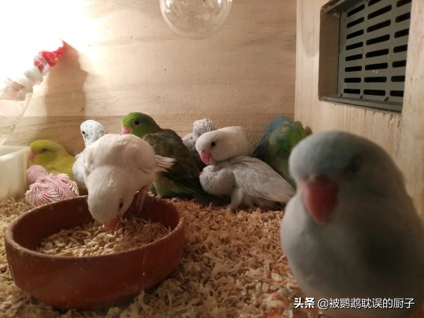 鹦鹉手养喂奶过程,鹦鹉听话技巧视频