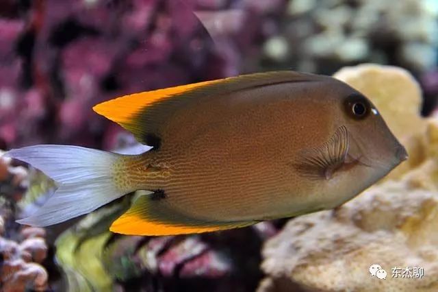 哪些海水鱼可以在淡水中养,哪些海水鱼能释放电压