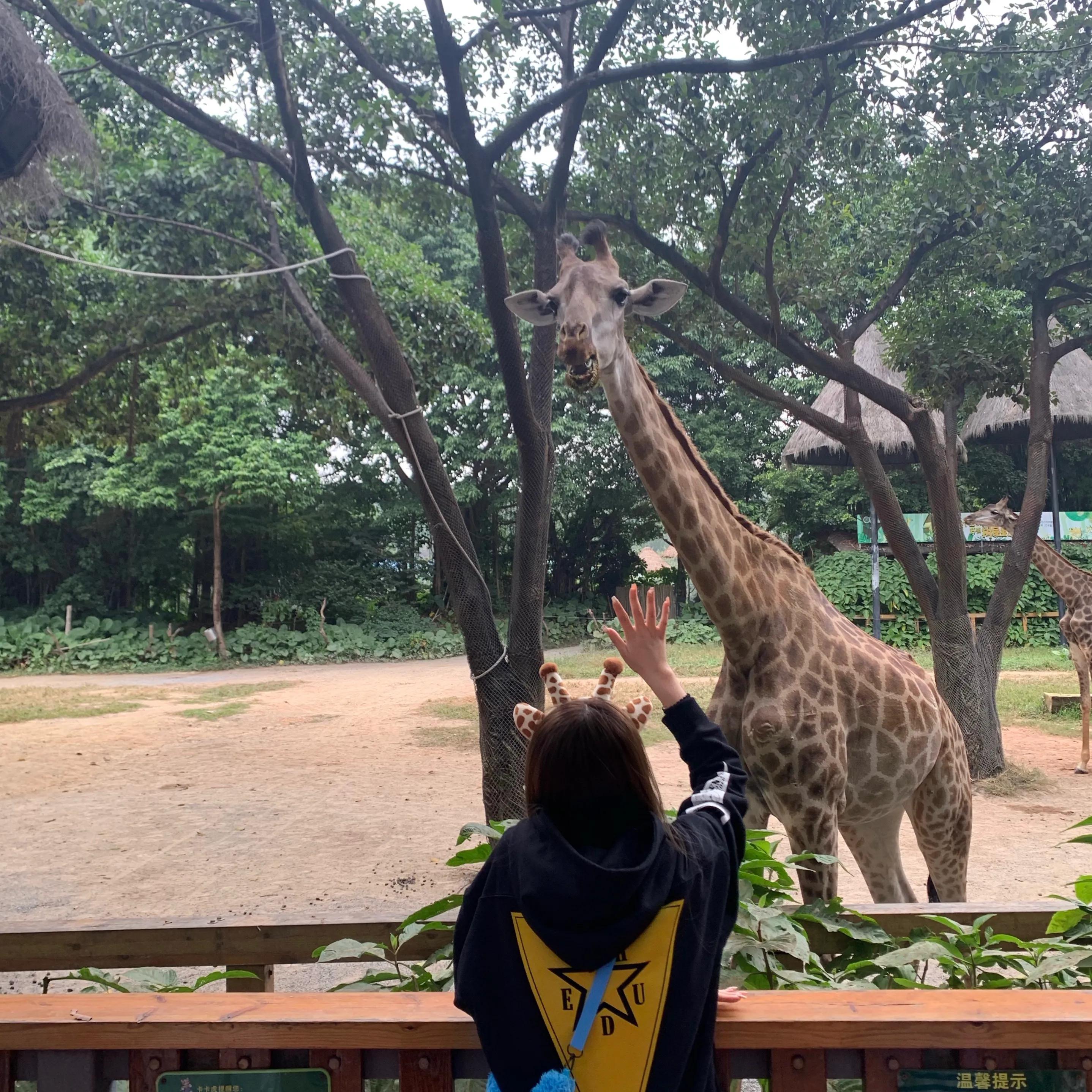 广州长隆野生动物园步行游玩攻略,广州长隆野生动物园三园游玩攻略