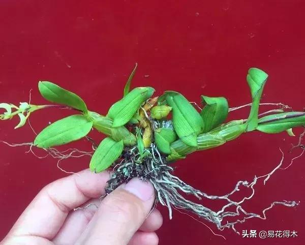 珍虫石斛什么档次,珍虫石斛花的介绍