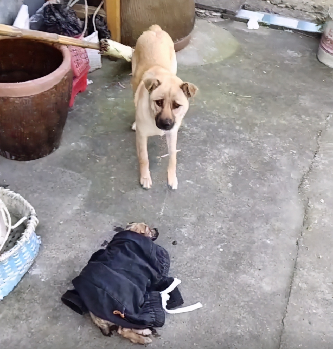 好心人救助落水狗有爱心,好心人救出几只被困小狗