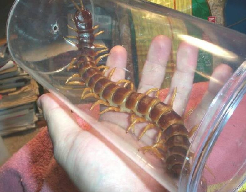 亚马逊雨林十大恐怖动物,亚马逊雨林的十大恐怖生物