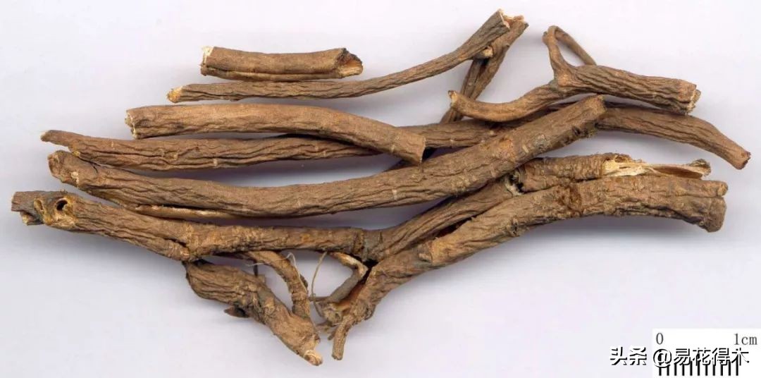 刺五加和五加皮的区别图片对比,刺五加是种什么药材
