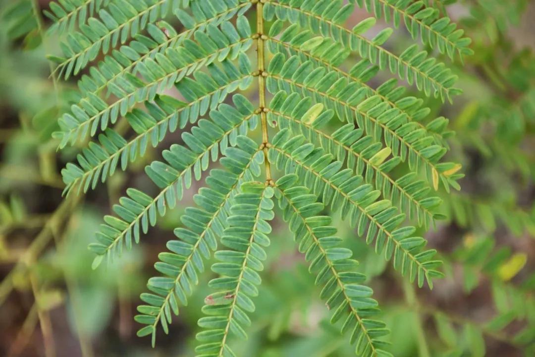 静谧角落香云纱,静谧角落视频