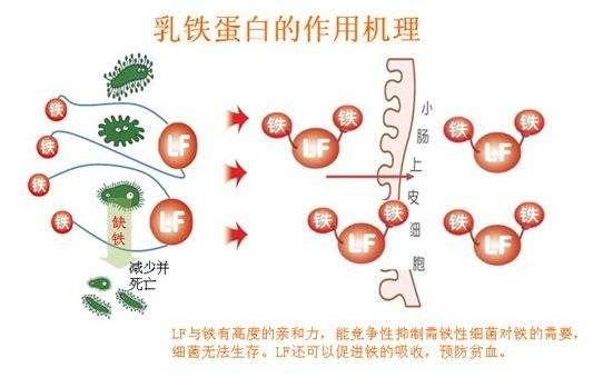 吃乳铁蛋白可以提高宝宝免疫力吗,乳铁蛋白可以提高宝宝免疫力么