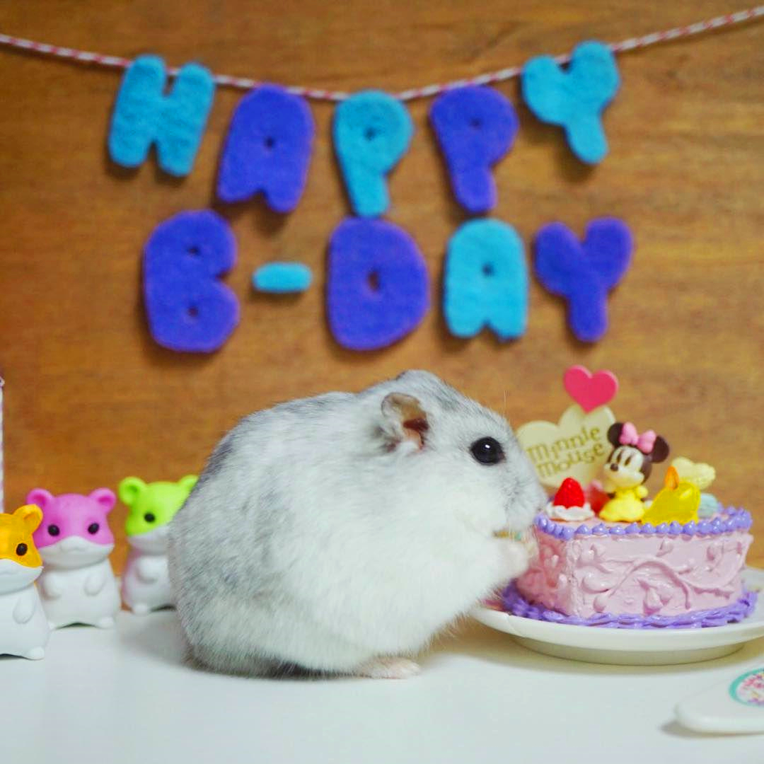 小仓鼠吃生日蛋糕,仓鼠过生日的蛋糕