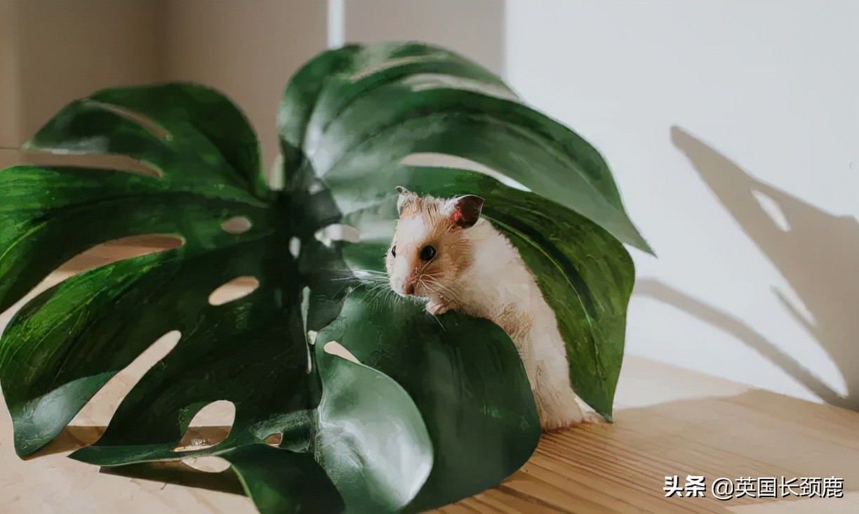 羊驼治愈案例,动物治愈焦虑