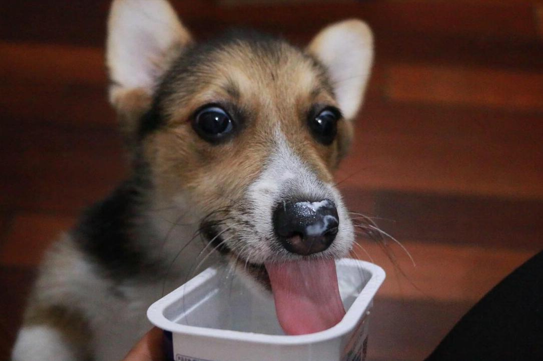 狗狗换狗粮需要注意什么,狗狗换粮需要注意什么