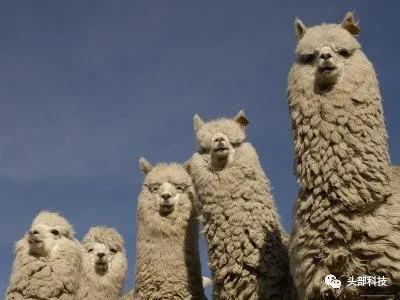 羊驼体内有新冠抗体是真的吗,羊驼真的可以抗击新冠病毒吗