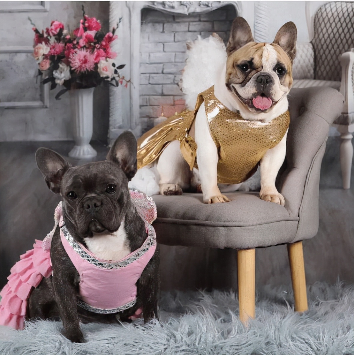 法国斗牛犬的优缺点有哪些,法国斗牛犬凶不凶