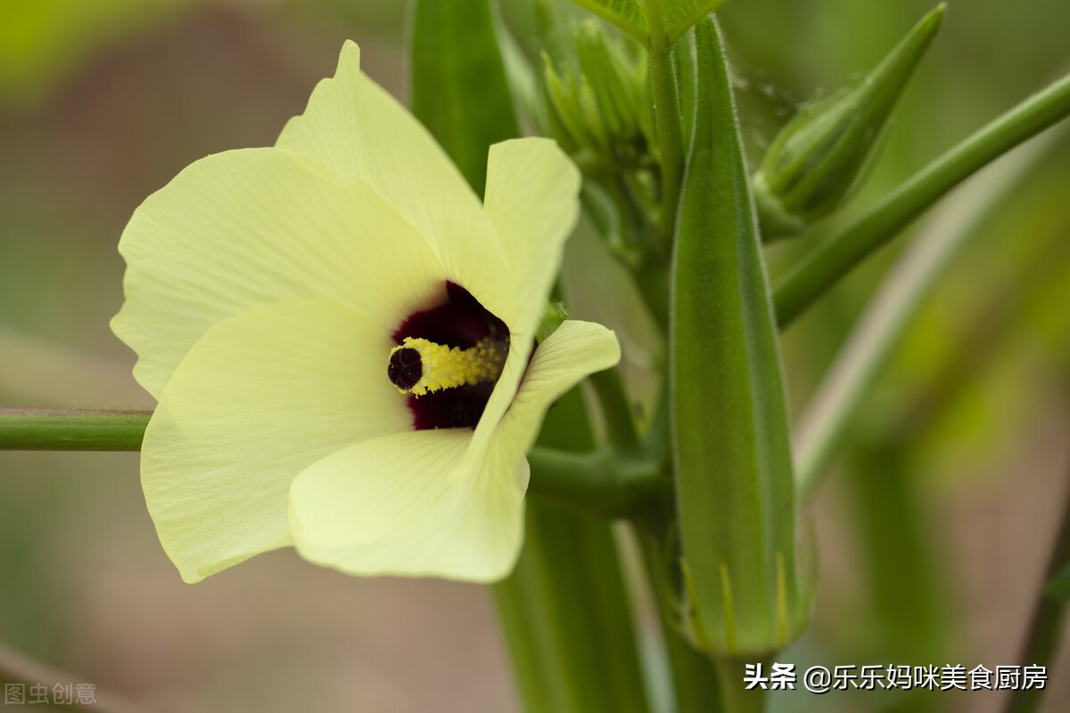 买秋葵十大禁忌,买秋葵苗子