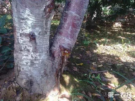 樱桃的常见病虫害及防治方法,樱桃常见虫害防治方案