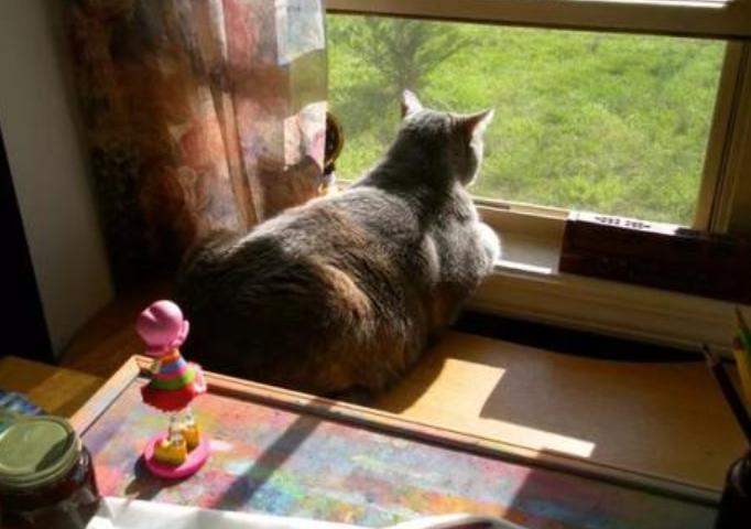 猫咪总是看窗外是什么原因呢,猫咪盯着窗外看