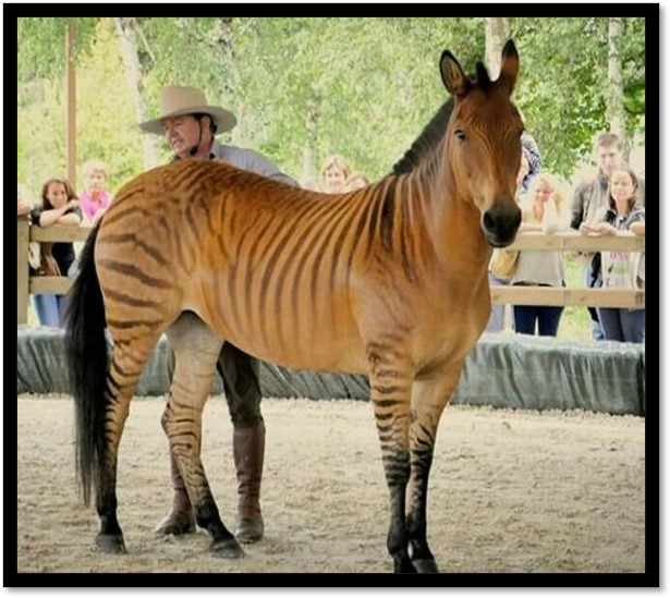 六一儿童节特别话题,六一儿童节问孩子有趣的问题