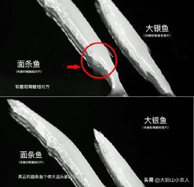 “面条鱼”之殇：鸭绿江边放流，全成了朝鲜的“嫁衣”？