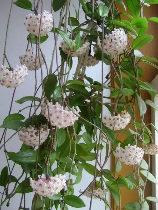 适合室内养的不见阳光的垂吊花,适合阳台种的垂吊花一年四季开花