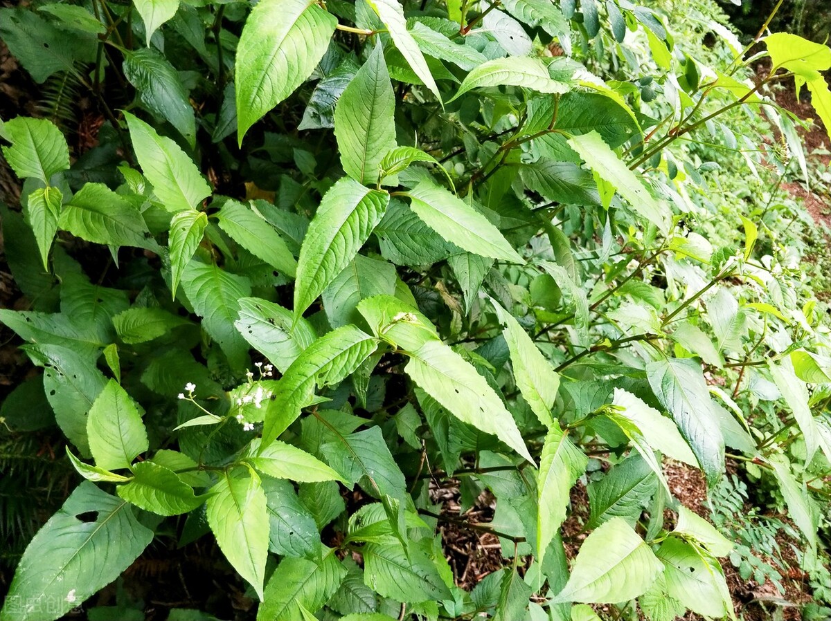 民间什么草可以治妇科病,可以治疗妇科炎症的民间草