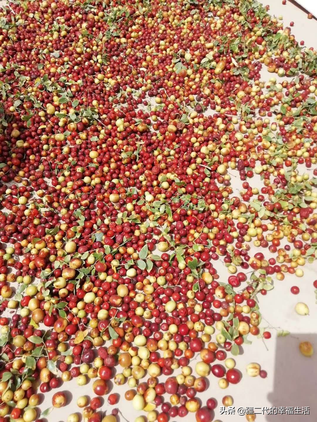 酸枣仁24年行情,天地网酸枣仁价格行情