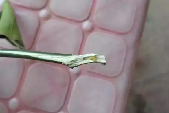 柑橘爆皮虫的防治最佳时期,柑橘天牛钻心虫最佳防治方法