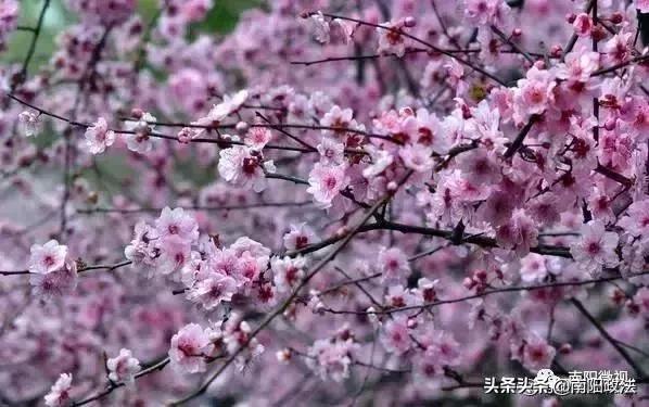 南阳春天踏青,南阳有哪些适合春游的地方