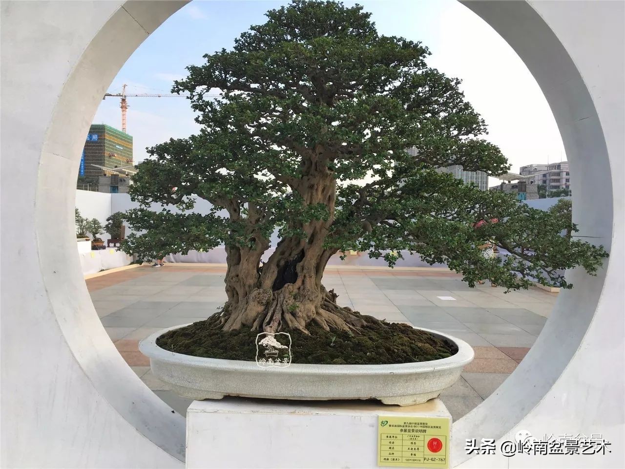 盆景结顶的形式,最好的盆景结顶方法