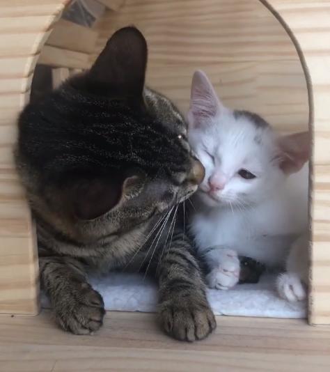 流浪猫被好心人收养后变成粘人,救助小猫被粘鼠板粘住扔到垃圾桶