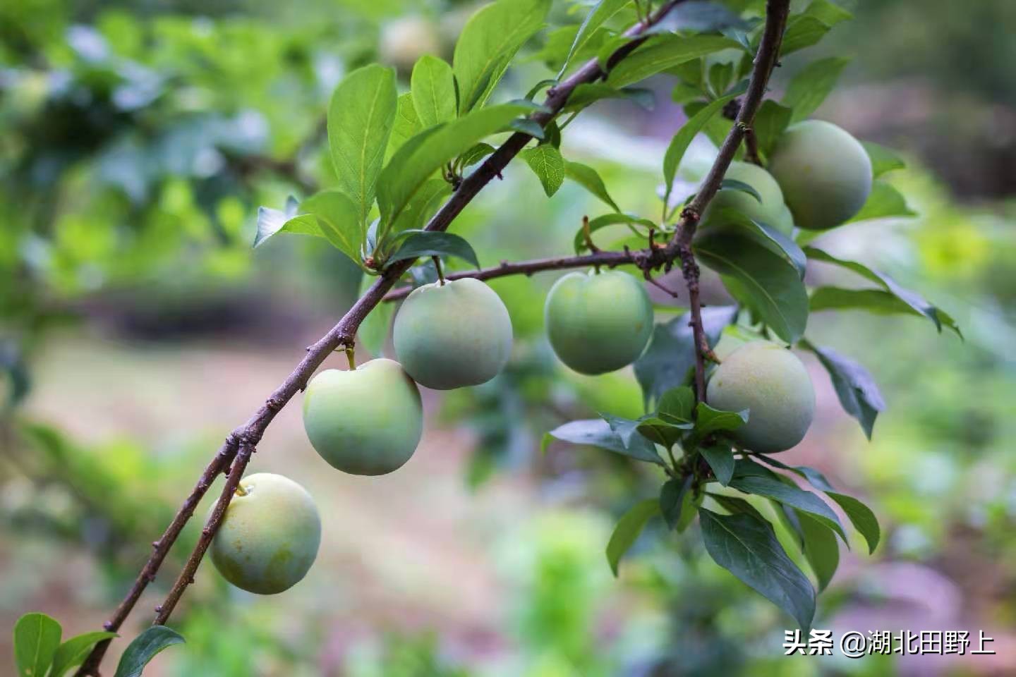 推荐的民宿采摘,浙江隐匿山野的民宿桃源仙境