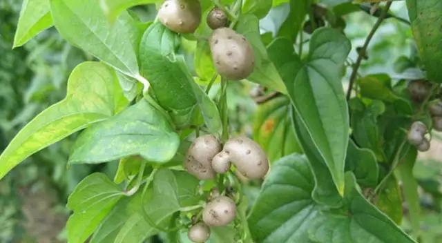 学习中药学的兴趣和感悟,中药学学习心得3000字