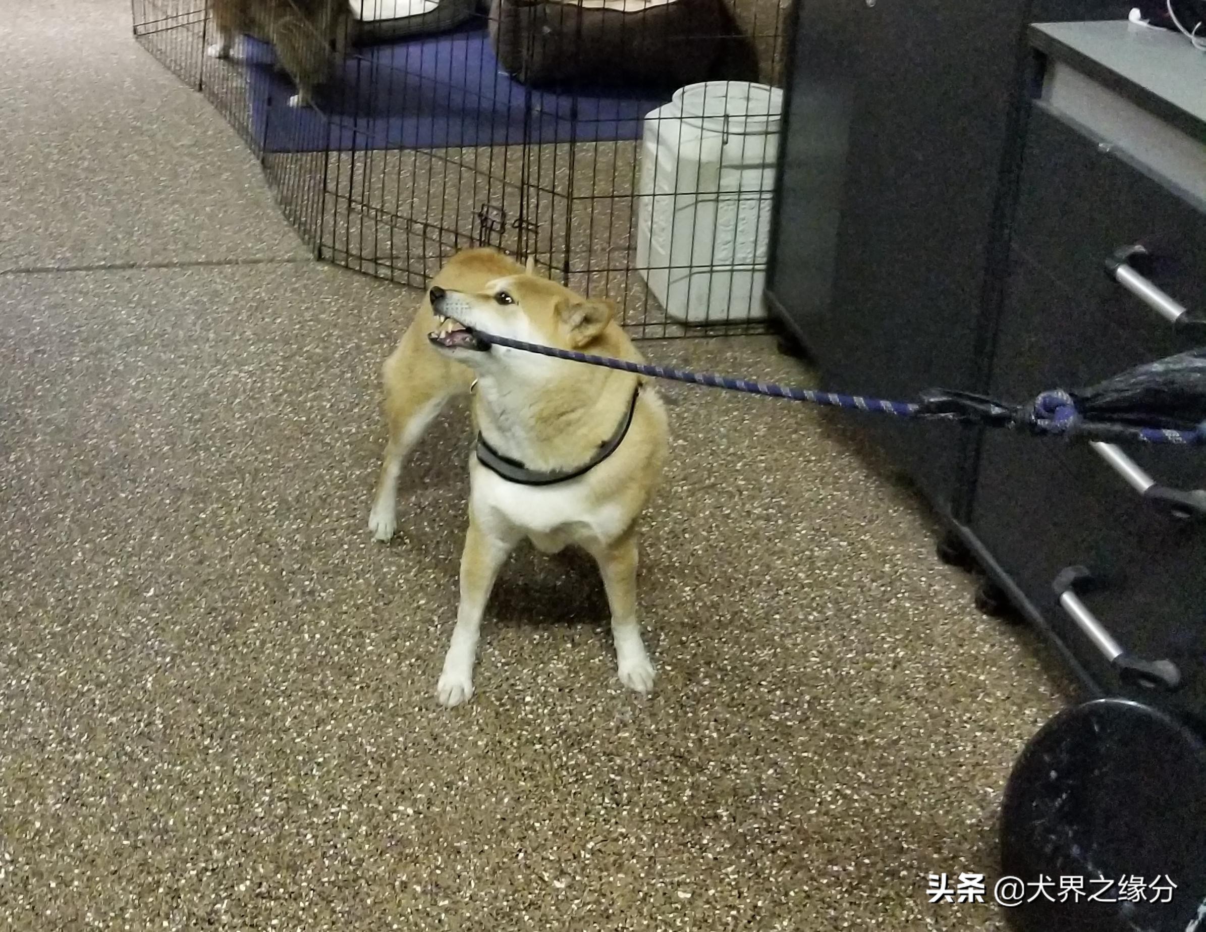 狗狗撕咬是什么意思,狗狗撕咬针织物怎么办