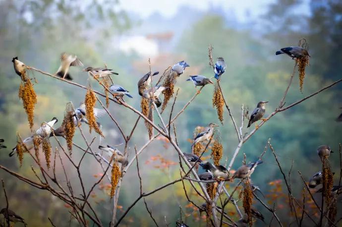 二十四节气白露,二十四节气白露的诗