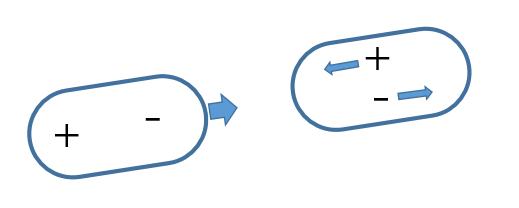 壁虎为什么可以飞檐走壁蚂蚁森林,什么壁虎可以飞檐走壁