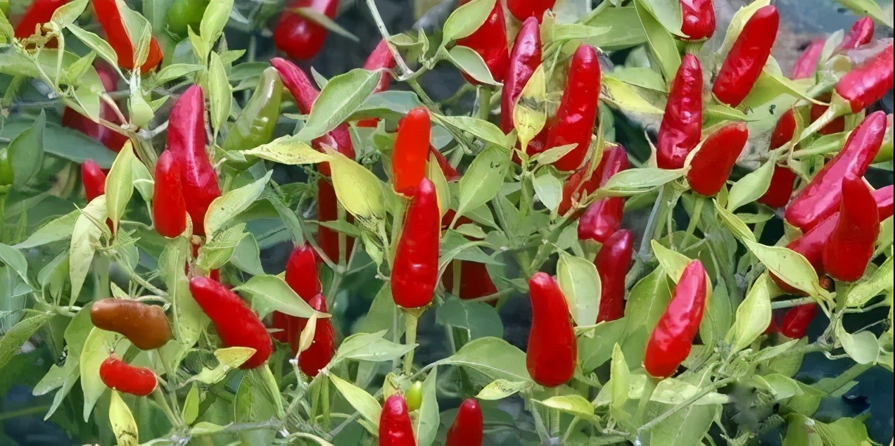 海南特产在哪买最便宜 (海南特产在哪买最划算)