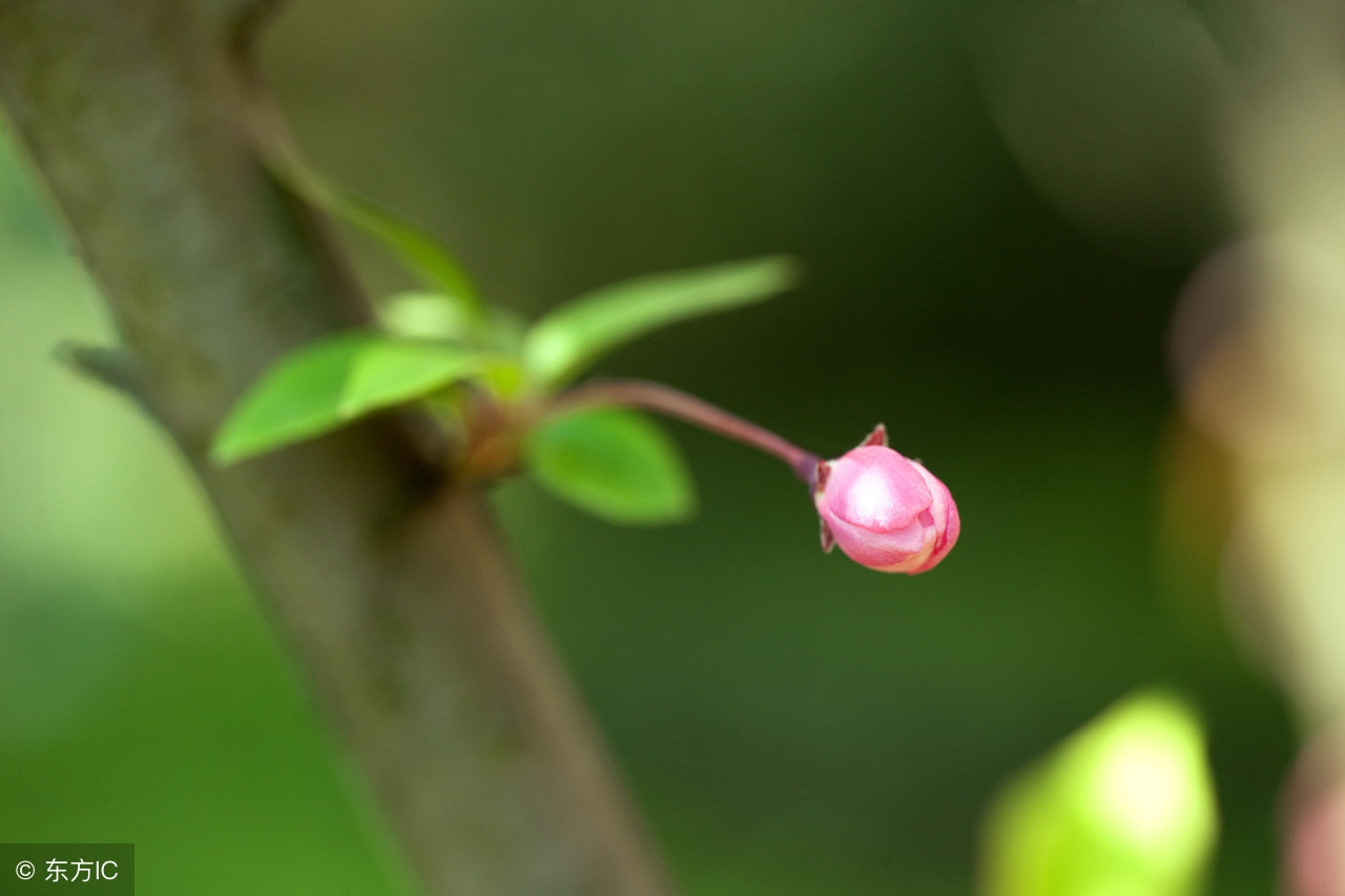 宋词精选三百章全文阅读1126章,颜渊山庄宋词精选三百章全文阅读