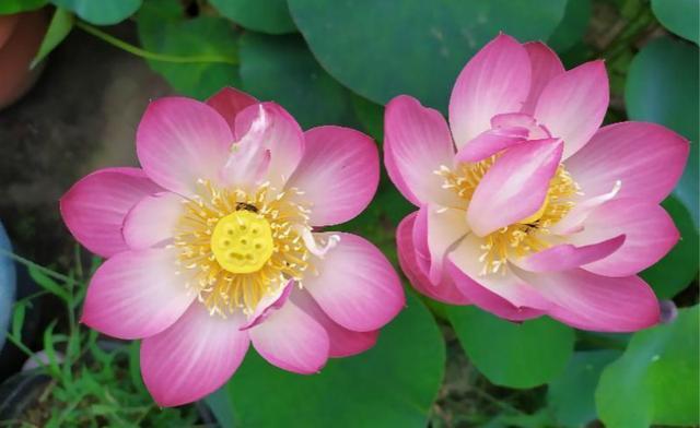 碗莲怎么种植与养护,碗莲种植技术及施肥方法