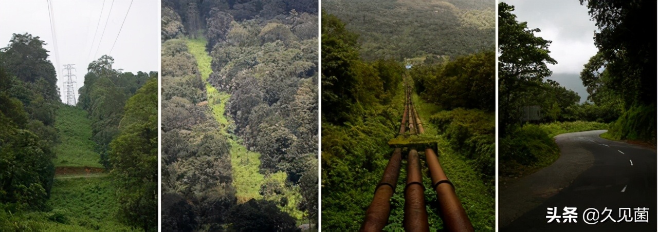 红鱼为什么泛滥成灾,入侵物种红鱼